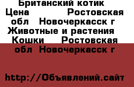 Британский котик › Цена ­ 3 500 - Ростовская обл., Новочеркасск г. Животные и растения » Кошки   . Ростовская обл.,Новочеркасск г.